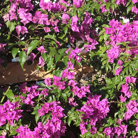 Altair - Serra Degli Alimini Otranto