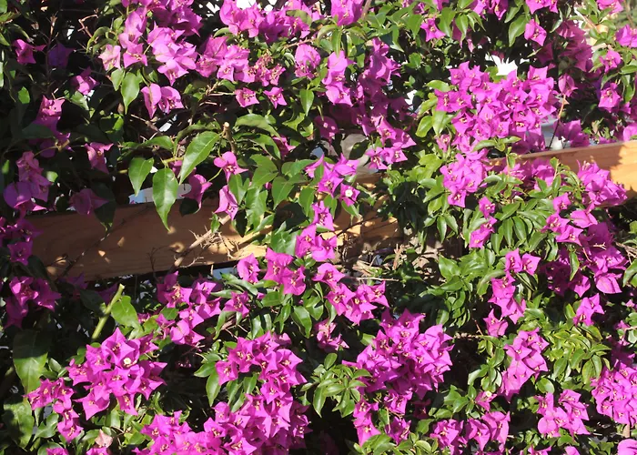 Altair - Serra Degli Alimini Otranto